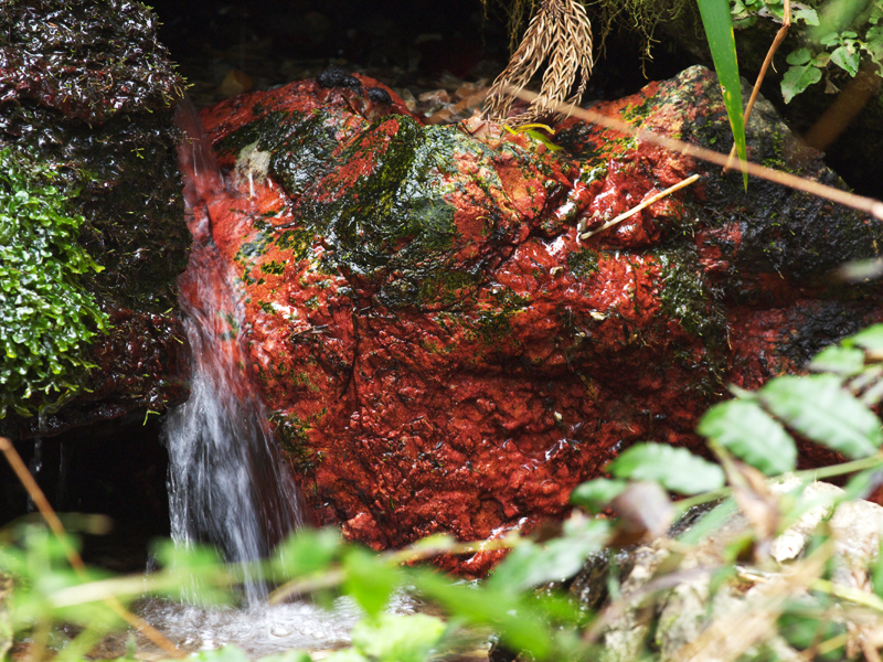 菊水泉のベニマダラ藻の画像