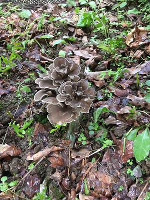 maitake2019.jpg