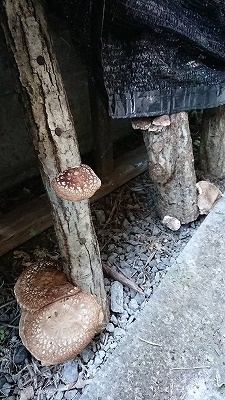 zoubi-shiitake.jpg