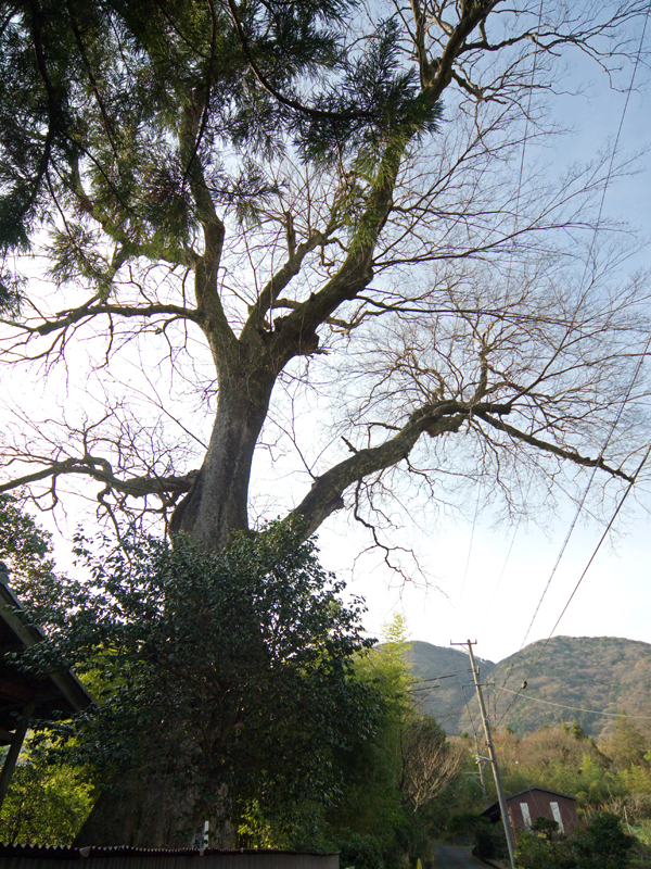 六社神社のムクの木の画像