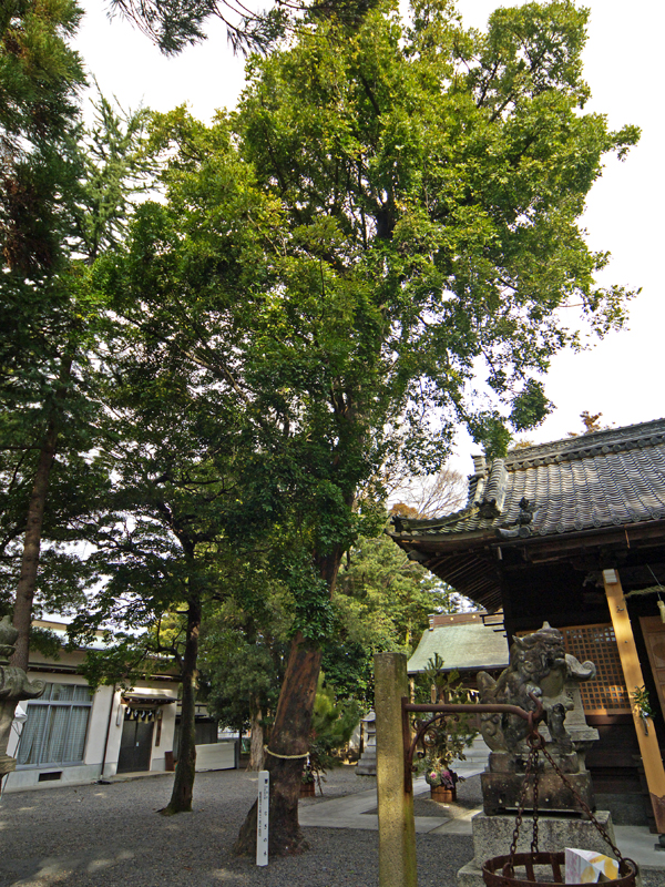 ナギ （押越 八幡神社）の画像