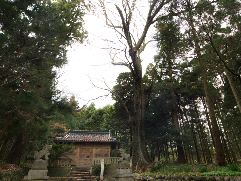 ケヤキ（石畑 大桑神社）の画像