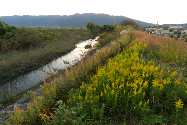 小畑川の風景 の画像