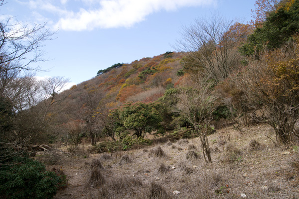 養老山頂遊歩道（笹原峠～旧牧場） の画像