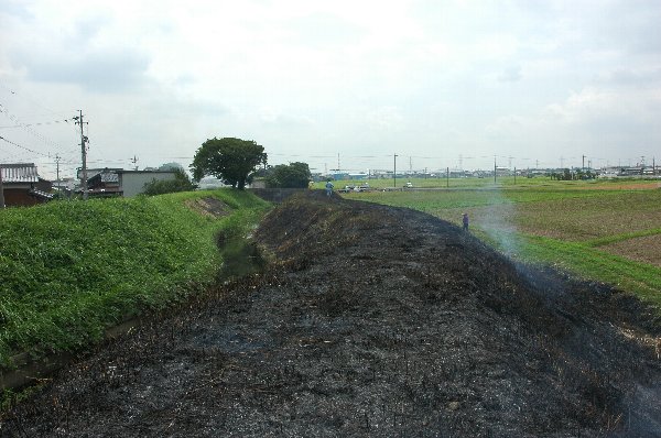 色目川南堤防の草焼き の画像