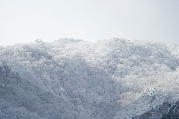 養老山冠雪 の画像