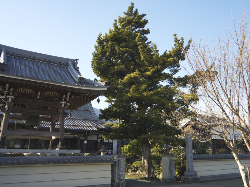 イヌマキの画像