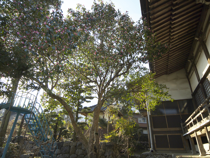 ワビスケの画像