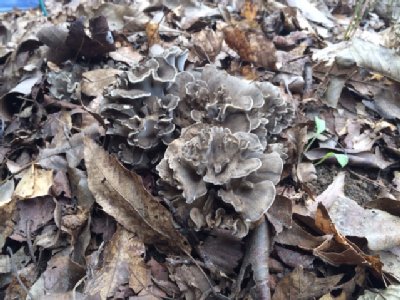 maitake140918.jpg