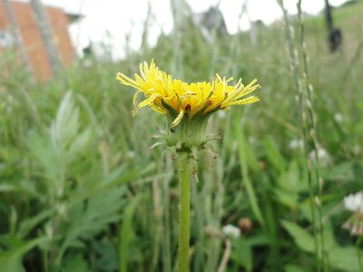 tanpopogairai h23.jpg